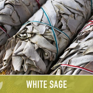 White Sage Seeds | 50+ Seeds, Heirloom, Ceremonial, Non-GMO, Sacred Medicinal Herb, Smudging, Salvia apiana image 9