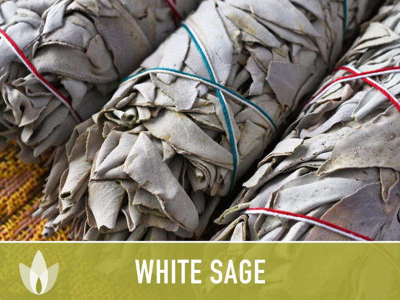 White Sage Seeds | 50+ Seeds, Heirloom, Ceremonial, Non-GMO, Sacred Medicinal Herb, Smudging, Salvia apiana image 9