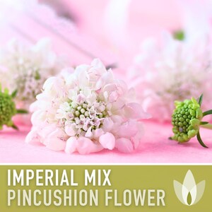 Imperial Mix Pincushion Flower Seeds, Double Blooms, Pollinator Garden image 5
