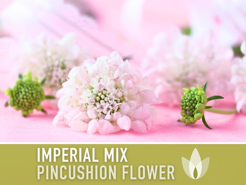 Imperial Mix Pincushion Flower Seeds, Double Blooms, Pollinator Garden image 5