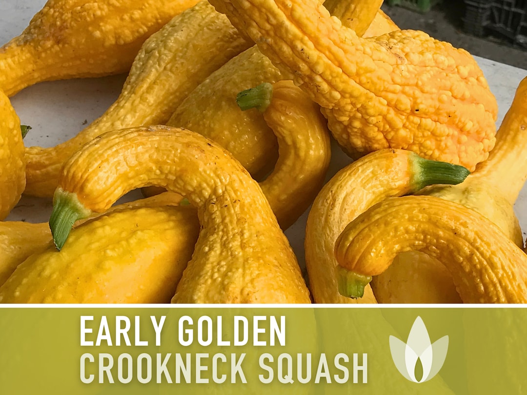 Early Golden Crookneck Summer Squash Heirloom Seeds Etsy