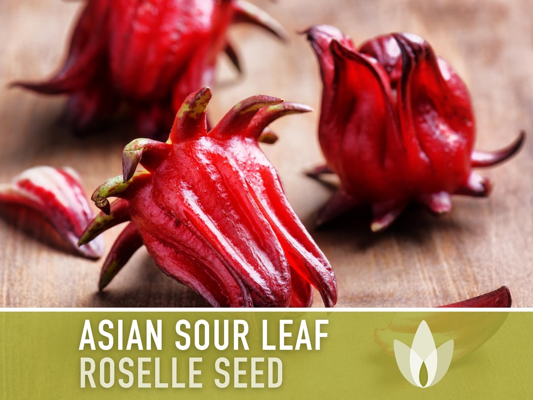 Asian Sour Leaf Roselle Seeds Red Hibiscus, Heirloom Seeds, Annual