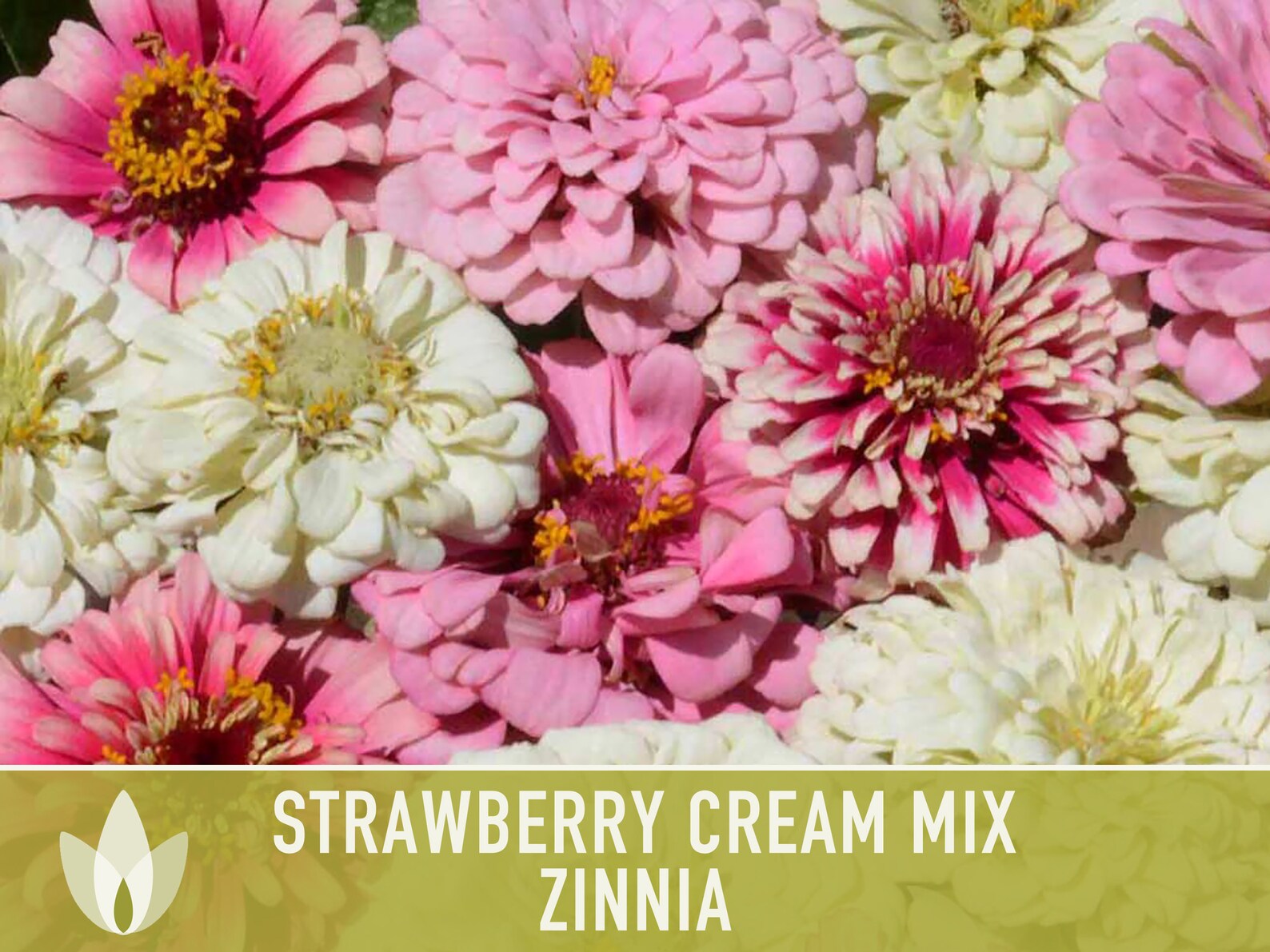 Zinnia Strawberry Cream Mix Heirloom Seeds Flower Seeds - Etsy