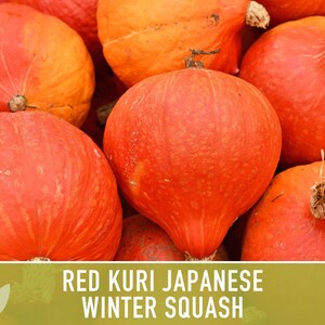 Red Kuri Japanese Winter Squash Heirloom Seeds - Etsy