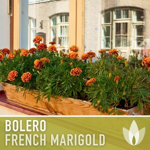 Bolero French Marigold Seeds, Crimson Gold Blooms, Dwarf Heirloom Flower (50 Seeds) image 7