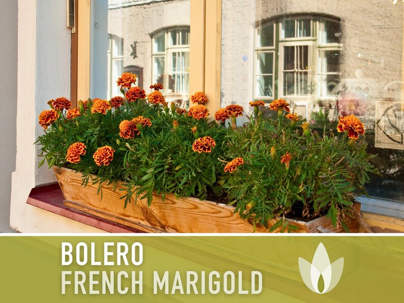 Bolero French Marigold Seeds, Crimson Gold Blooms, Dwarf Heirloom Flower (50 Seeds) image 7
