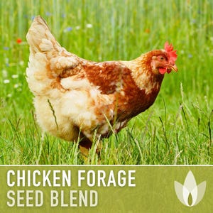 Chicken Forage Blend | 1oz Seeds, Omega 3, Non-GMO, Organic Food for Backyard Chickens, Heirloom image 8