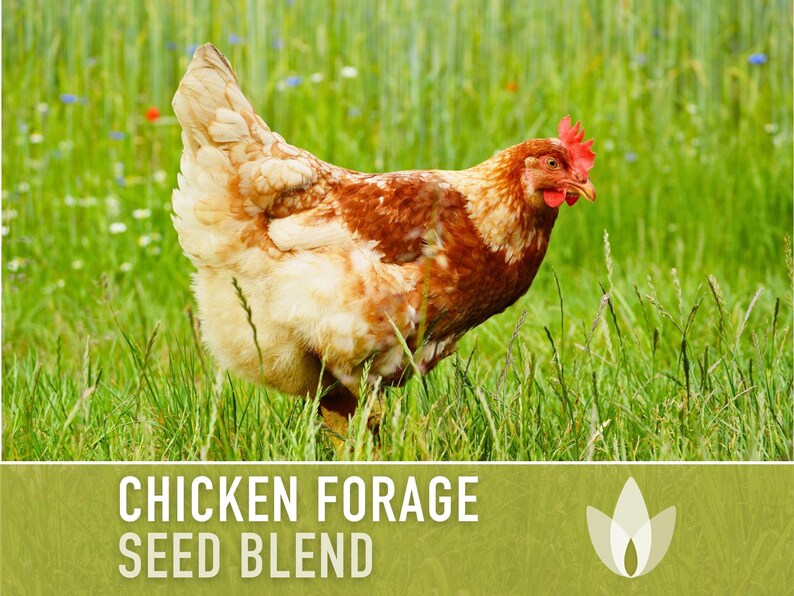 Chicken Forage Blend | 1oz Seeds, Omega 3, Non-GMO, Organic Food for Backyard Chickens, Heirloom image 8