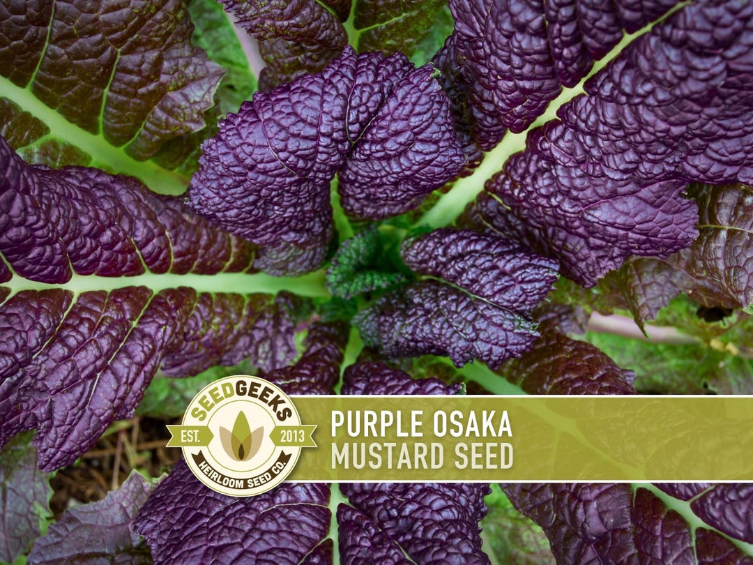 Purple Osaka Mustard Greens Heirloom Seeds - Non-gmo, Open Pollinated ...