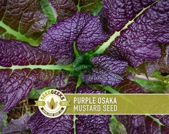 May include: Close-up of Purple Osaka Mustard Seed plant with deep purple, textured leaves and green veins. The image includes a logo that reads "SEED GEEKS" and "PURPLE OSAKA MUSTARD SEED". The plant's leaves are arranged in a circular pattern.