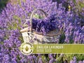 English Lavender Herb Seeds | 100+ Seeds, Heirloom, Medicinal, Culinary, Aromatherapy, Perennial, Lavandula angustifolia vera