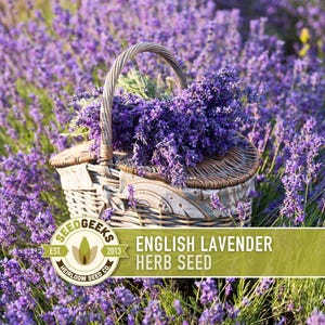 Lavender Seed - Etsy