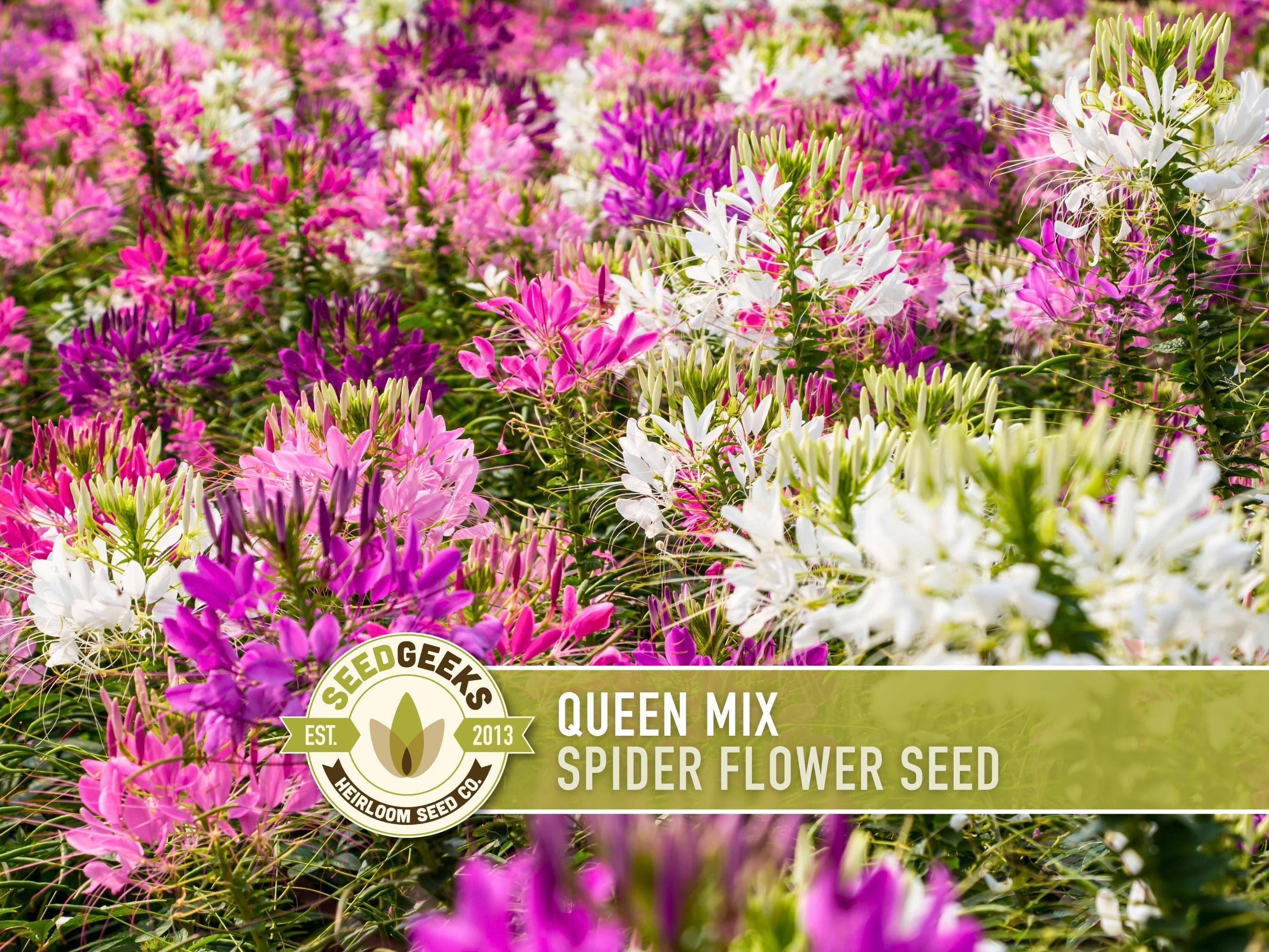 Queen Mix Spider Flower Seeds, Pollinator Garden, Non-gmo - 50 Seeds - Etsy