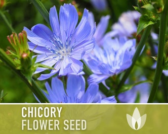 Chicory Wildflower Herb Heirloom Seeds, Flower Seeds, Wildflower, Medicinal Herb, Coffee Substitute