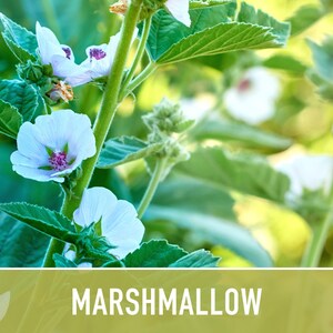 Marshmallow Herb Seeds | 50+ Seeds, Organic, Medicinal, Culinary, Heirloom Flower, Althaea Officinalis image 8