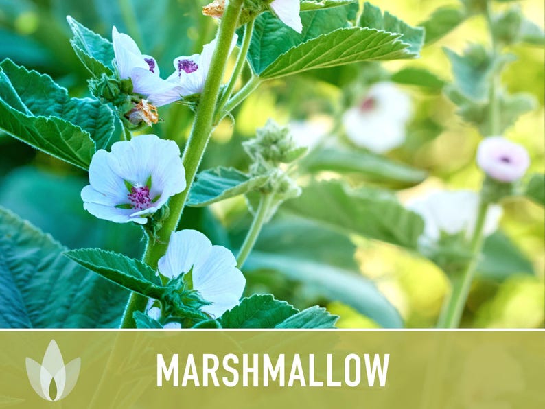 Marshmallow Herb Seeds | 50+ Seeds, Organic, Medicinal, Culinary, Heirloom Flower, Althaea Officinalis image 8