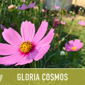 Cosmos, Gloria Heirloom Flower Seeds - Cut Flowers, Butterfly Garden, Pollinator Friendly, Non-GMO image 11