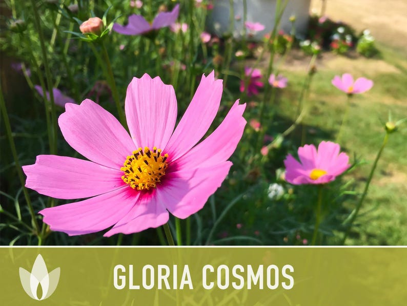 Cosmos, Gloria Heirloom Flower Seeds - Cut Flowers, Butterfly Garden, Pollinator Friendly, Non-GMO image 11