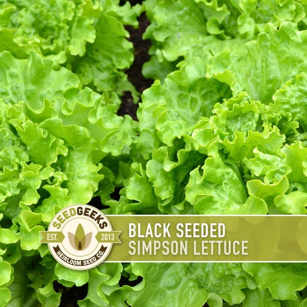 Black Seeded Simpson Heirloom Seeds