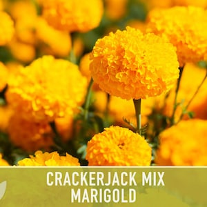 Heirloom Seed Collection for Backyard Chickens – 10 Open Pollinated Varieties image 6
