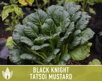 Black Knight Tatsoi Mustard Greens Seeds - Heirloom Seeds, Asian Mustard Greens, Fresh Salad, Cold Tolerant, Open Pollinated, Non-GMO