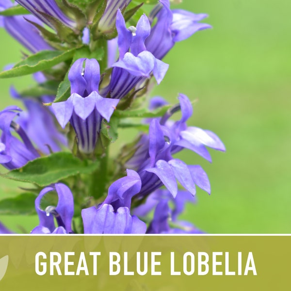 Great Blue Lobelia Seeds - Heirloom Seeds, Flower Seeds, Native Seeds, Wildflower Seeds, Lobelia Siphilitica, Non-GMO