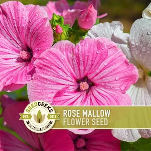 Rose Mallow Flower Seeds - Heirloom Tree Mallow, Pollinator Garden