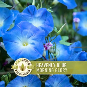 Morning Glory, Heavenly Blue Heirloom Seeds, Flower Seeds, Vine image 1