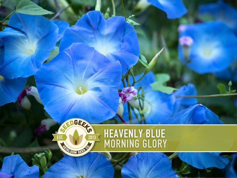 Morning Glory, Heavenly Blue Heirloom Seeds, Flower Seeds, Vine image 1