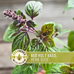 May include: Close-up of Red Holy Basil herb seed. The image shows vibrant green leaves with purple veins and edges, and a cluster of purple flowers. The Seed Geeks logo is visible in the lower left corner.