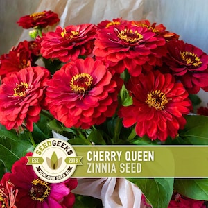 May include: A bouquet of vibrant red Cherry Queen Zinnia flowers with yellow centers and green leaves. The image includes a logo that reads "SEEDGEEKS" and "CHERRY QUEEN ZINNIA SEED".