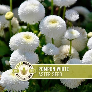 Pompon White Aster Flower Seeds, Heirloom China Aster, Bee Friendly