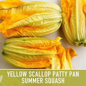 Yellow Scallop Patty Pan Bush Summer Squash Heirloom Seeds image 8