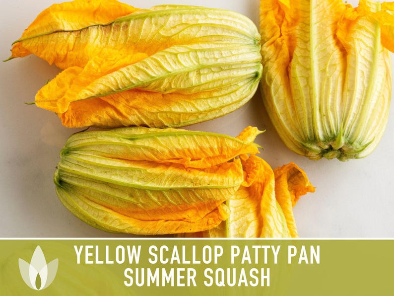 Yellow Scallop Patty Pan Bush Summer Squash Heirloom Seeds image 8
