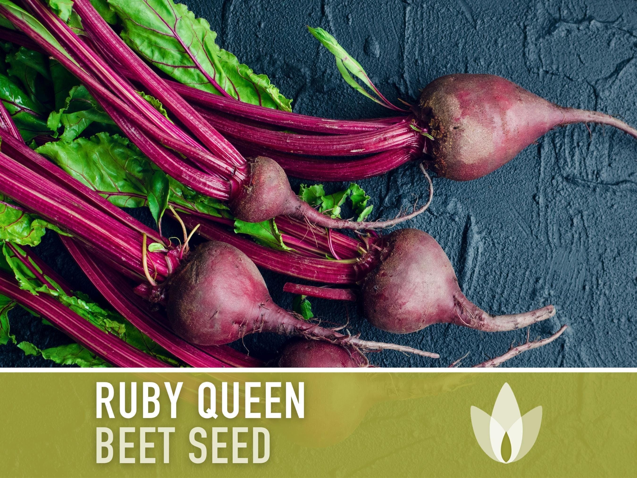 Ruby Queen Beet Seeds - Non-gmo Heirloom, AAS Winner - Etsy