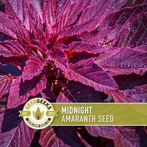 May include: Close-up of a vibrant plant with deep purple leaves. The image features the text "Midnight Amaranth Seed" on a green banner. A circular logo with the text "Seed Geeks" is also visible.
