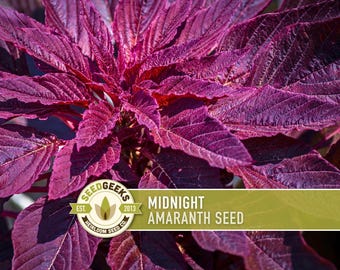 Midnight Red Amaranth Seeds – Heirloom, Edible Flower, Natural Dye