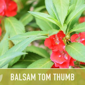 Balsam, Tom Thumb Mix Flower Seeds Heirloom Seeds, Pollinator Garden, Container Garden, Dwarf Flower, Open Pollinated, Non-GMO image 6