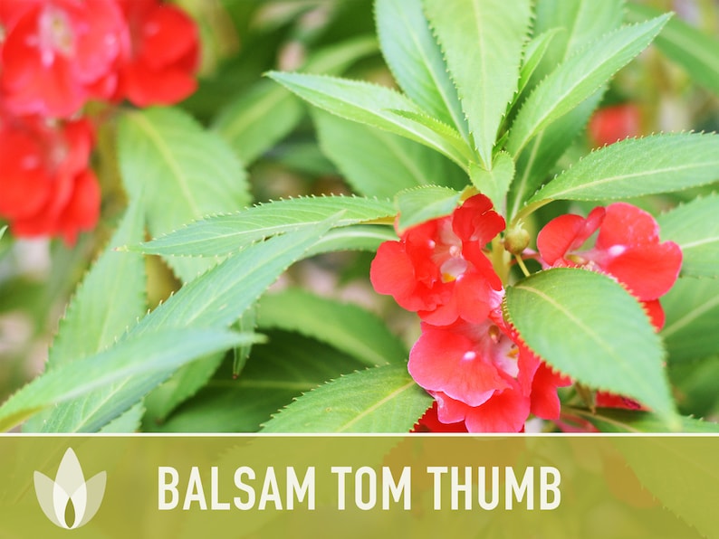 Balsam, Tom Thumb Mix Flower Seeds Heirloom Seeds, Pollinator Garden, Container Garden, Dwarf Flower, Open Pollinated, Non-GMO image 6