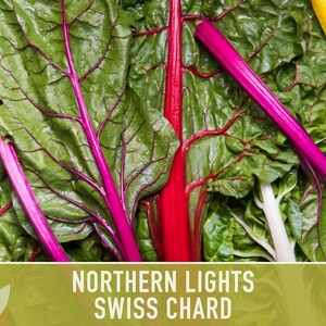 Northern Lights Swiss Chard Seeds, Rainbow Mix, Heirloom Non-GMO immagine 8