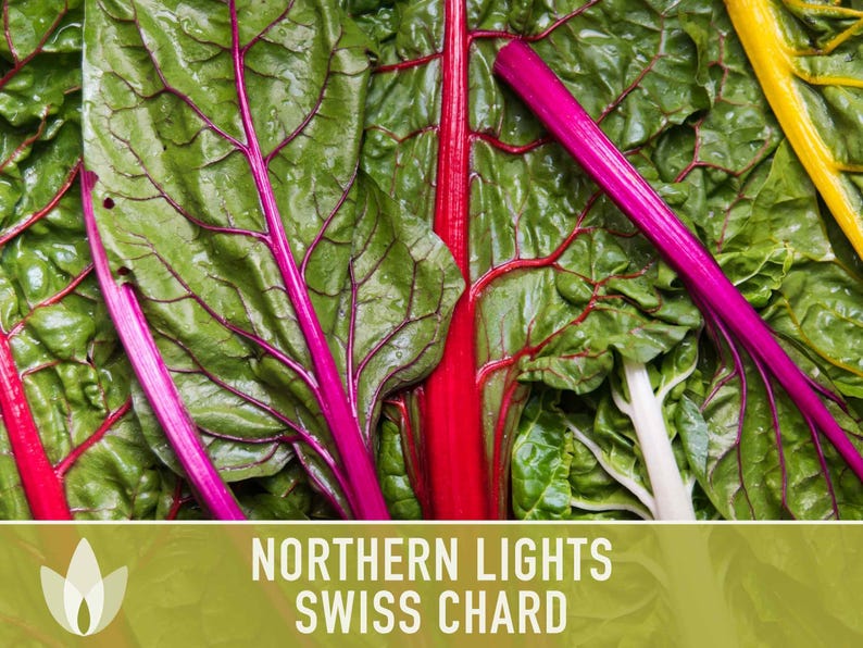 Northern Lights Swiss Chard Seeds, Rainbow Mix, Heirloom Non-GMO immagine 8