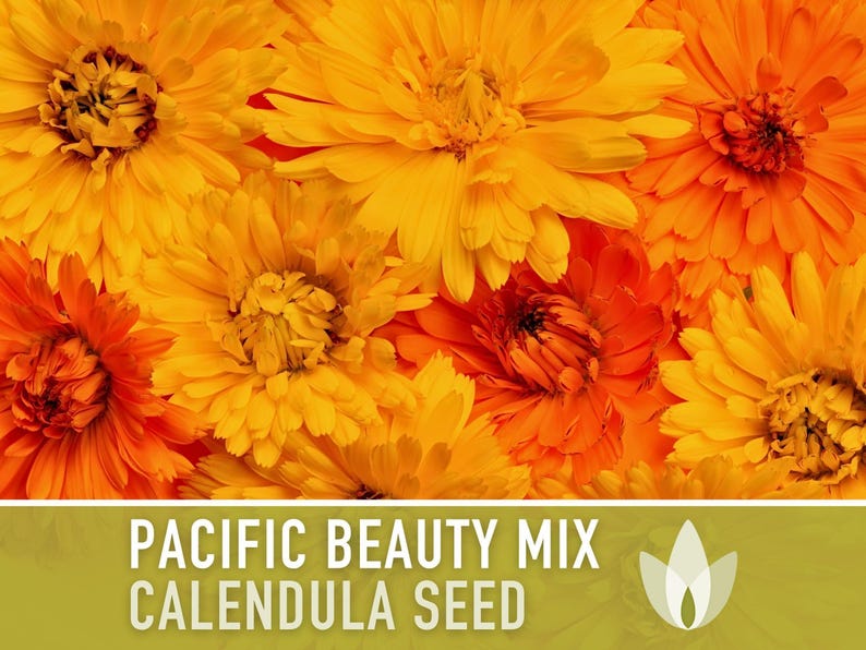 Calendula Pacific Beauty Flower Seeds – Heirloom Cottage Garden image 10