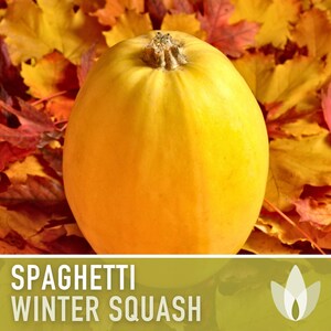Vegetable Spaghetti Winter Squash Heirloom Seeds image 4