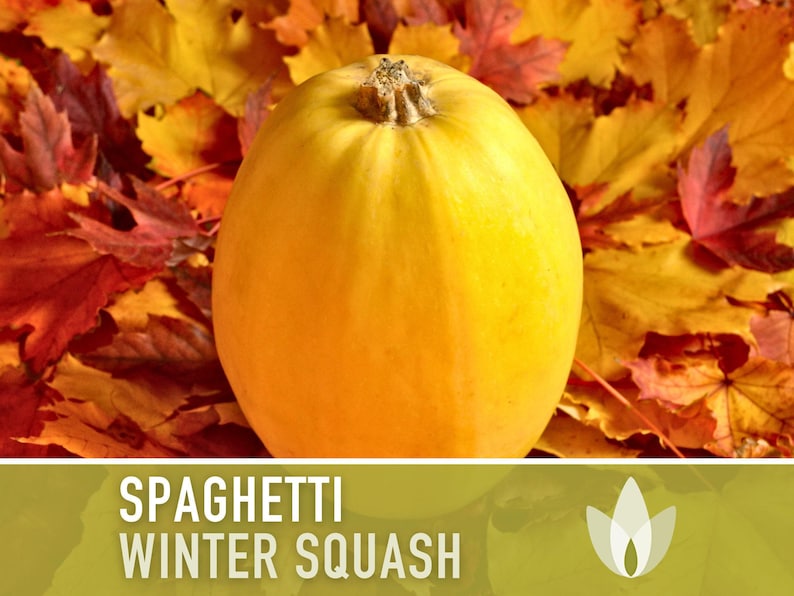 Vegetable Spaghetti Winter Squash Heirloom Seeds image 4