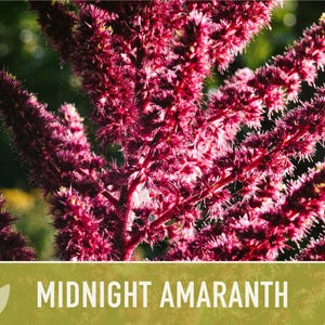 Midnight Red Amaranth Seeds – Heirloom, Salad Greens, Cut Flower image 9