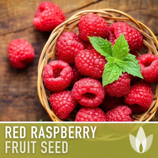 Red Raspberry, European Raspberry Seeds - Heirloom Seeds, Open Pollinated, Medicinal Plant, Non-GMO