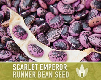 Scarlet Emperor Runner Bean Seeds - Heirloom, Non-GMO, Open Pollinated, Untreated