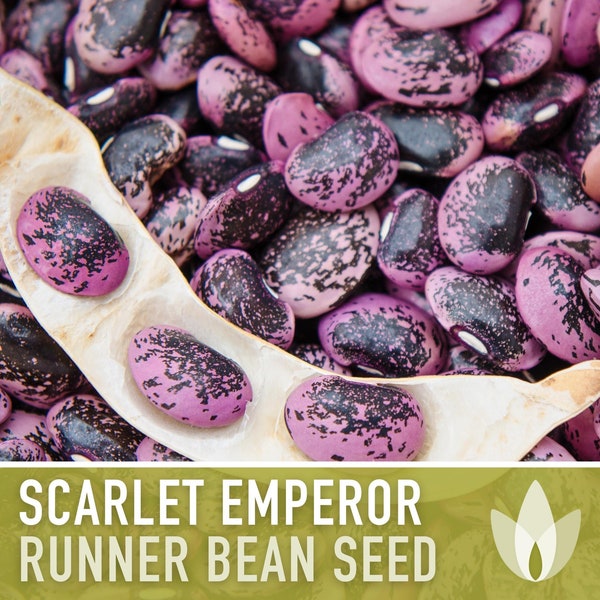 Scarlet Emperor Runner Bean Seeds - Heirloom, Non-GMO, Open Pollinated, Untreated