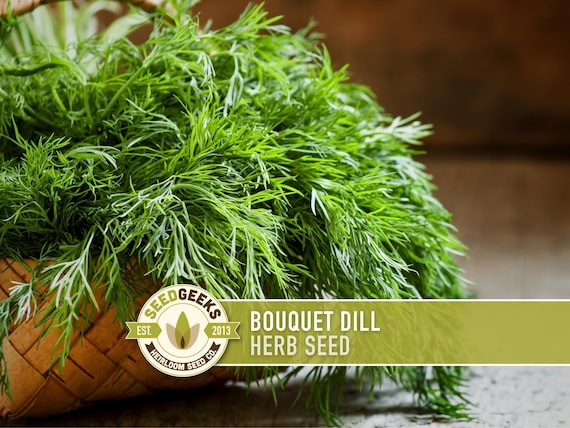Bouquet Dill Herb Heirloom Seeds
