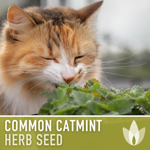 Common Catmint Herb Seeds - Heirloom Seeds, Herbal Tea, Fragrant White Flowers, Medicinal Herb, Bee Friendly, Nepeta Cataria, Non-GMO